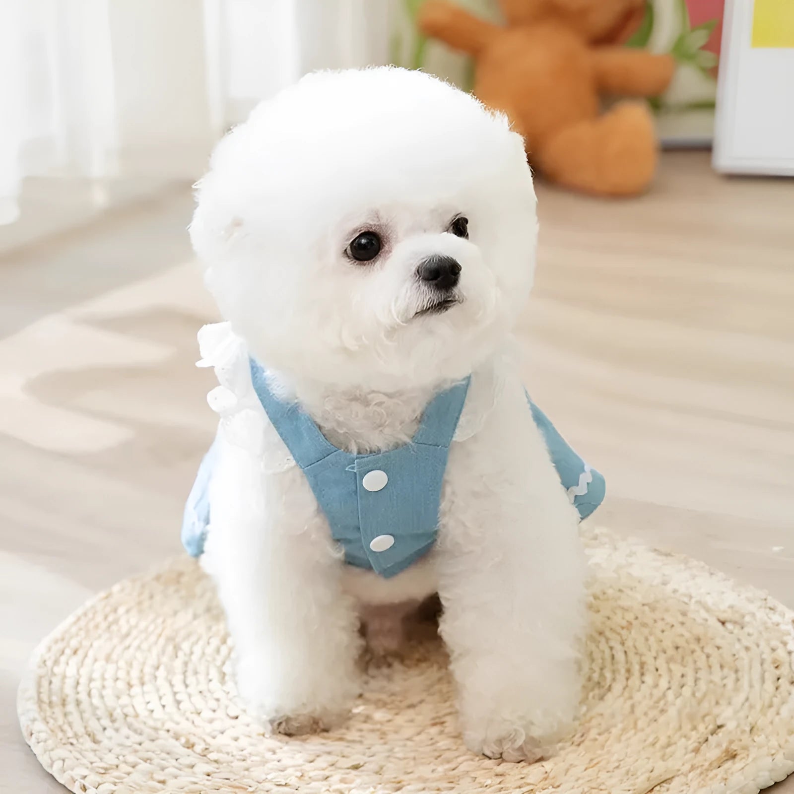 Strawberry traction print denim skirt dog clothes in Bondi Blue colour on small dog model