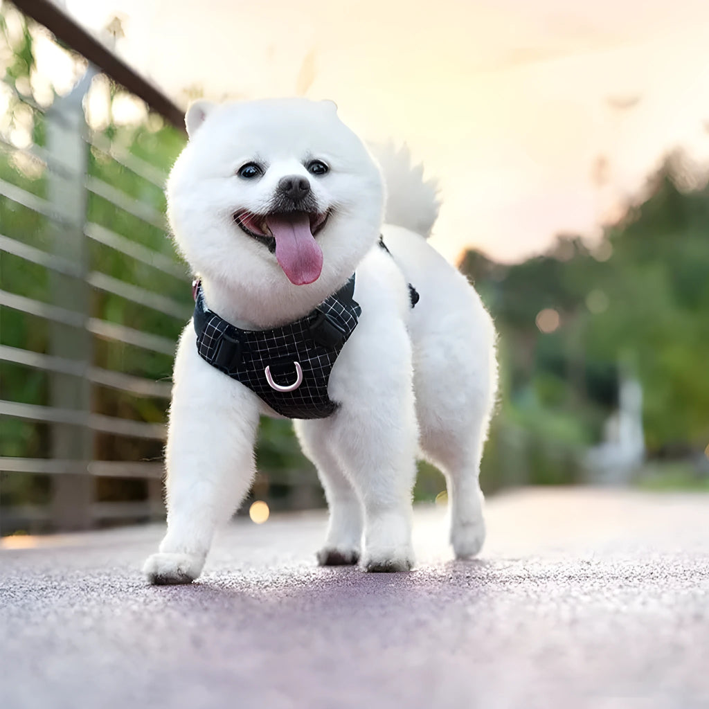 LED dog chest harness with night light in six colour options on adjustable nylon straps