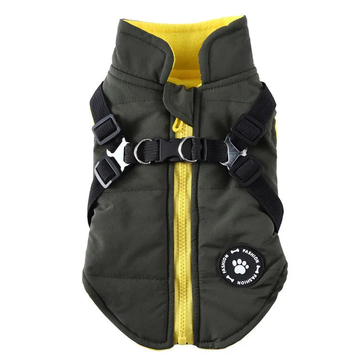 Dog wearing a chest strap cotton-padded jacket in blue.