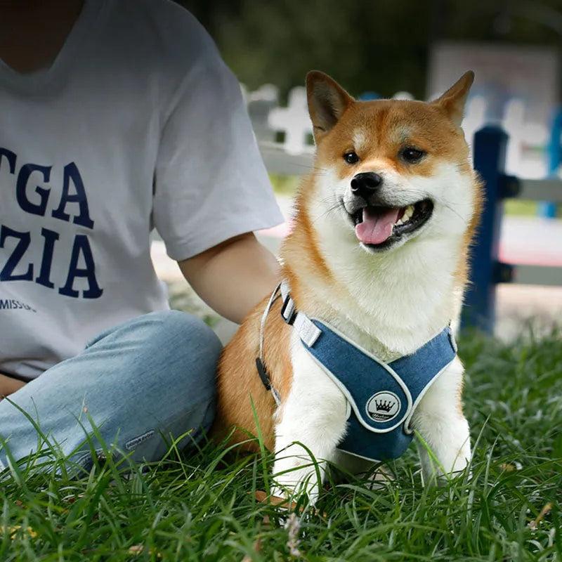 Adjustable mesh dog and cat harness vest in multiple colours with leash