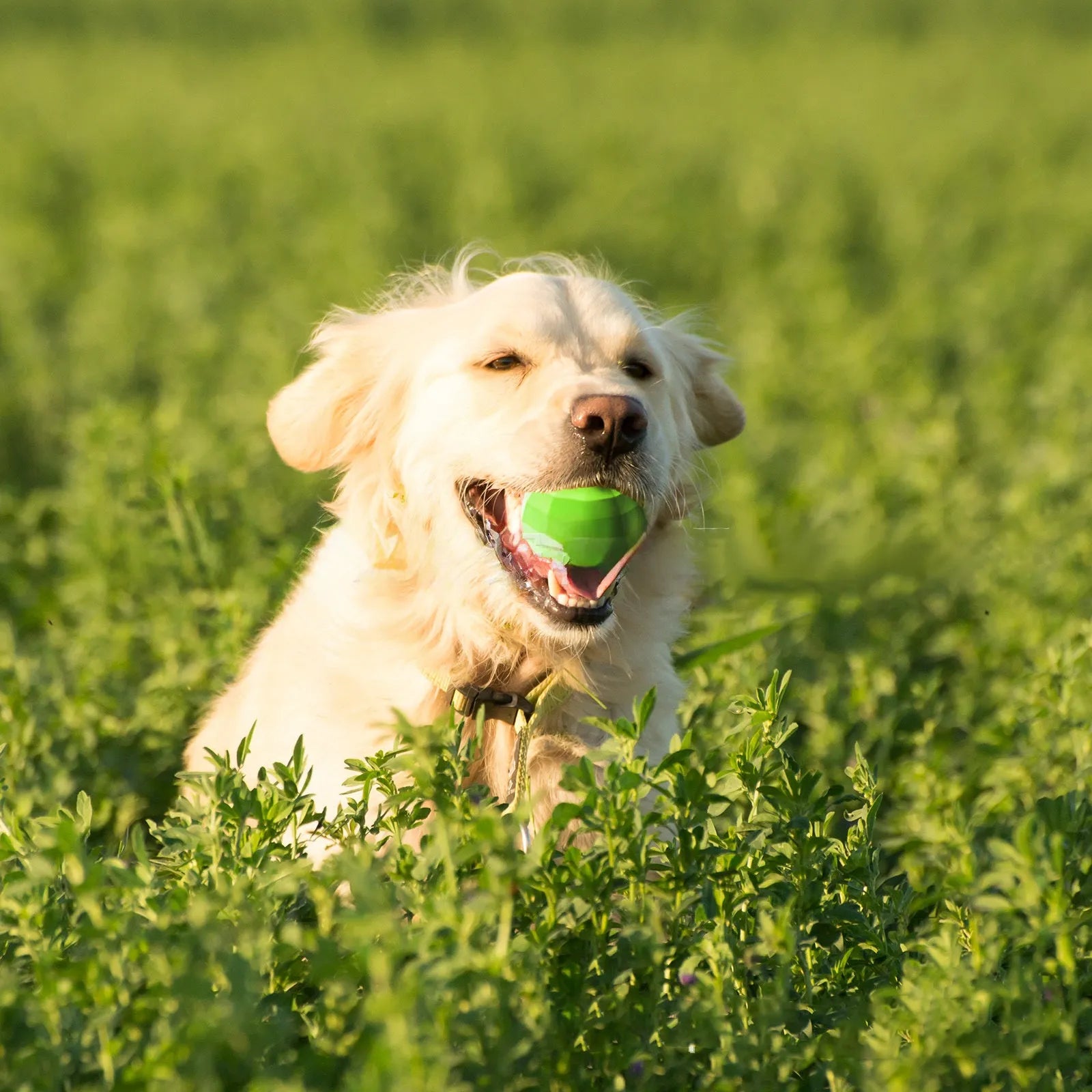 Green beef-flavoured natural rubber squeaky ball dog toy for large breed chewing.