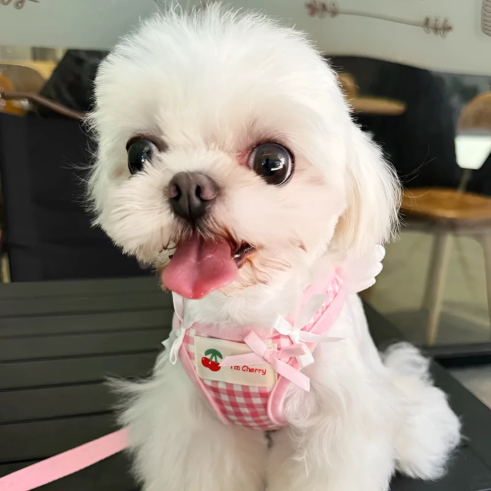 Pink and black cotton chest-back hand holding rope harness for small dogs.