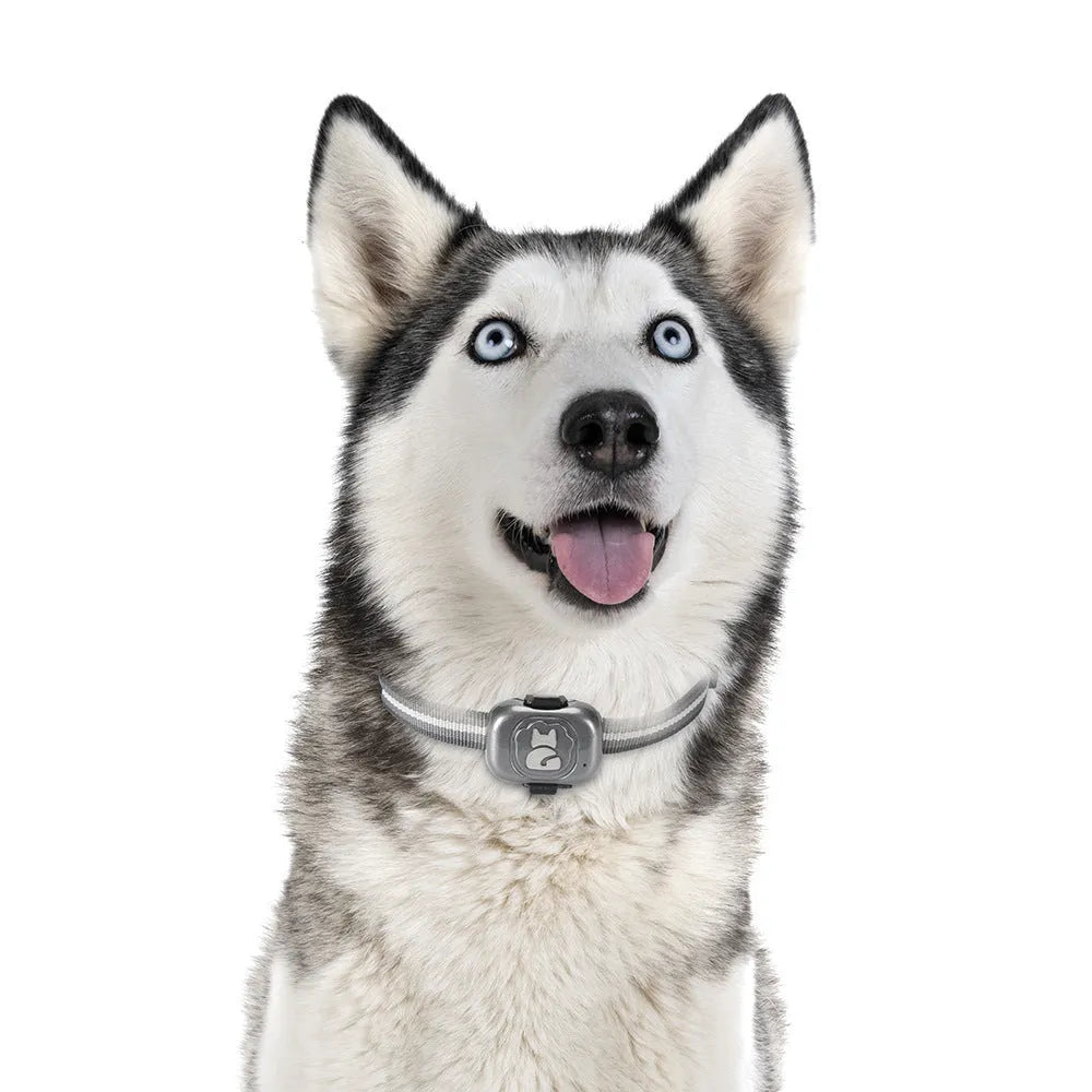 Black pet GPS tracker with hanging rope on a dog collar, showing compact ABS case.
