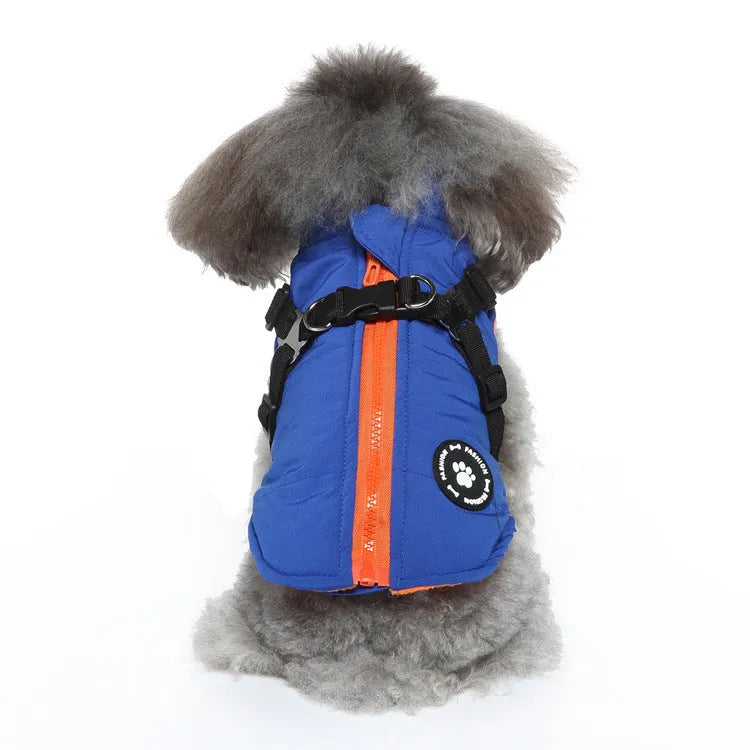 Dog wearing a chest strap cotton-padded jacket in blue.