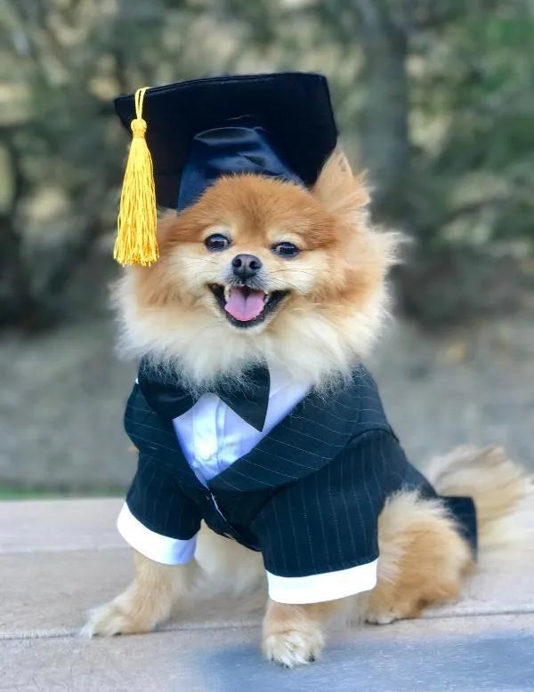 Black fabric pet graduation cap with yellow tassel for dogs