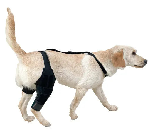 Neoprene dog hind leg knee brace assist strap shown in collar black colour, sized for medium dog.