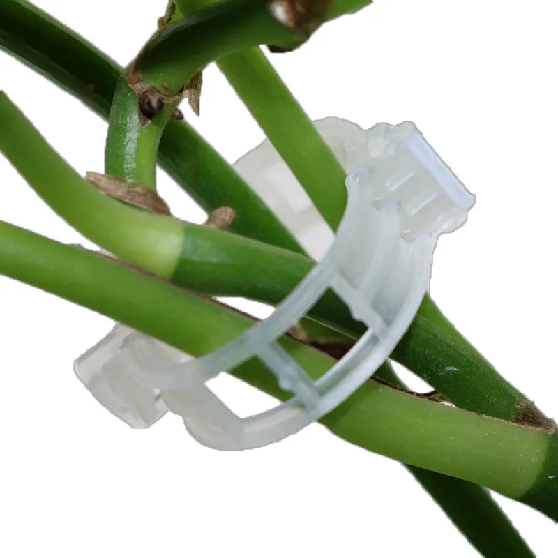 A pack of 50 green plastic garden plant grafting clips for securing tomato stems and tree twigs.