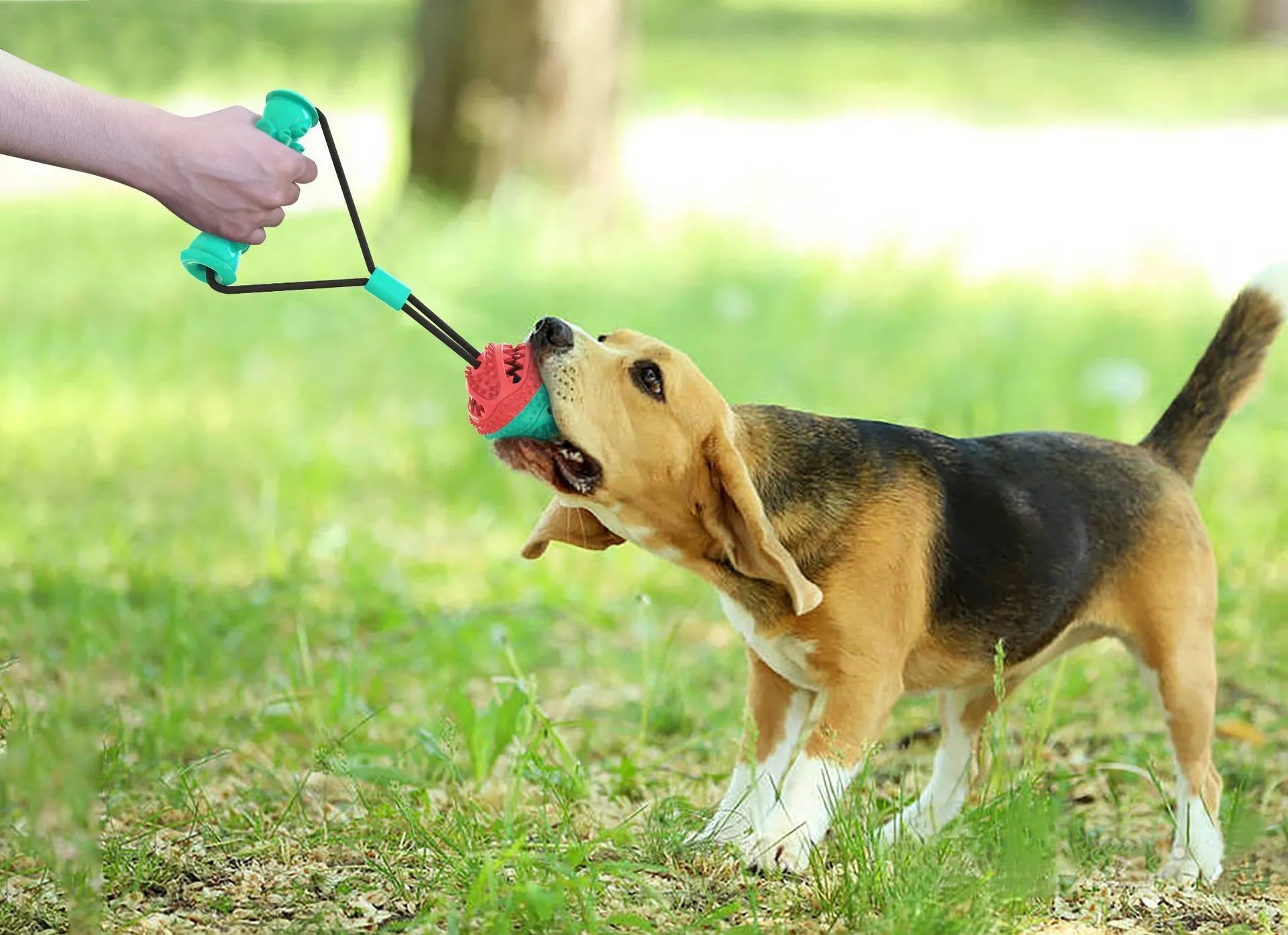 Pet toy pull rope training ball with 8.5cm diameter ball and 12cm molar stick on grass