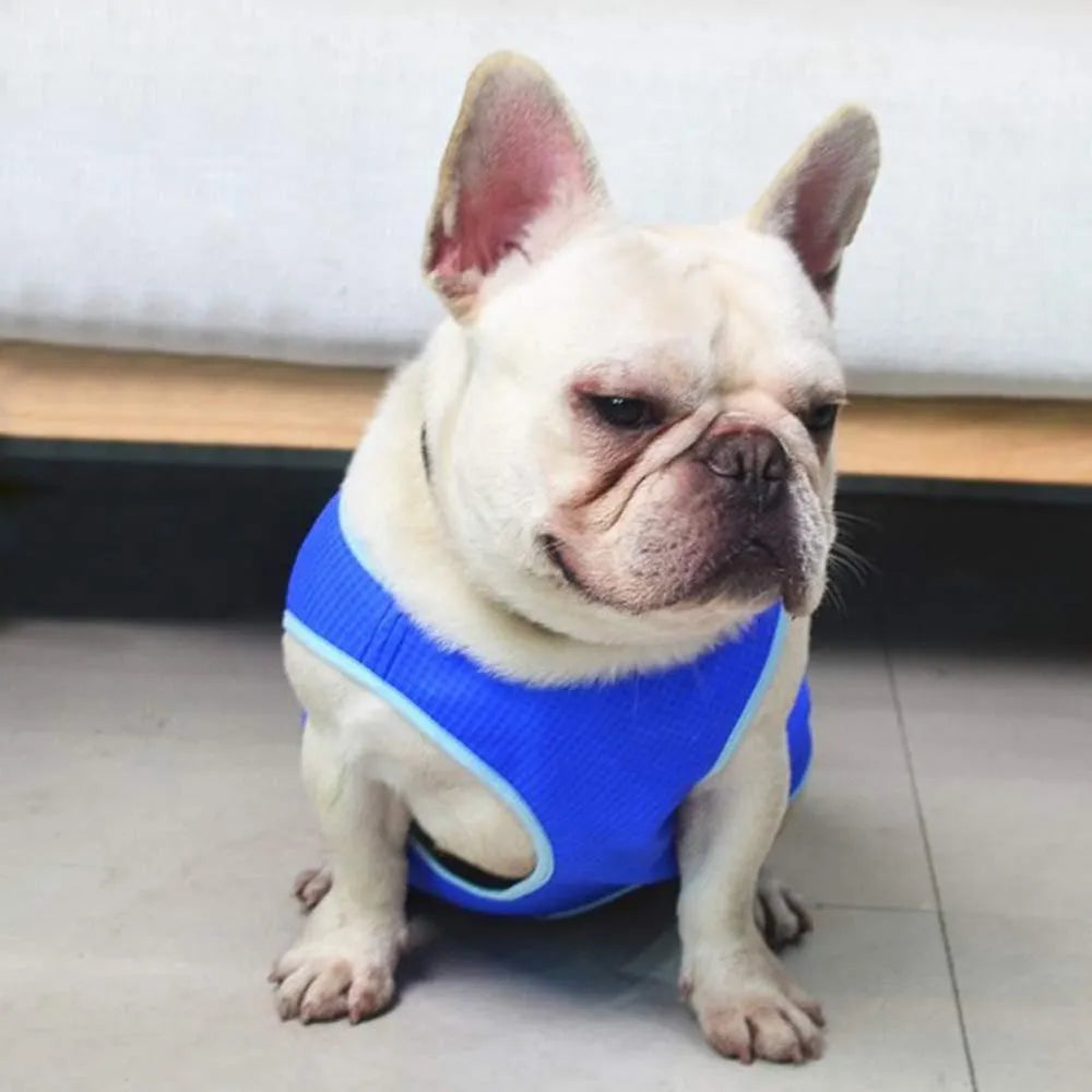 Blue dog cooling vest on a dog ready for summer walking, adjustable fit, size M