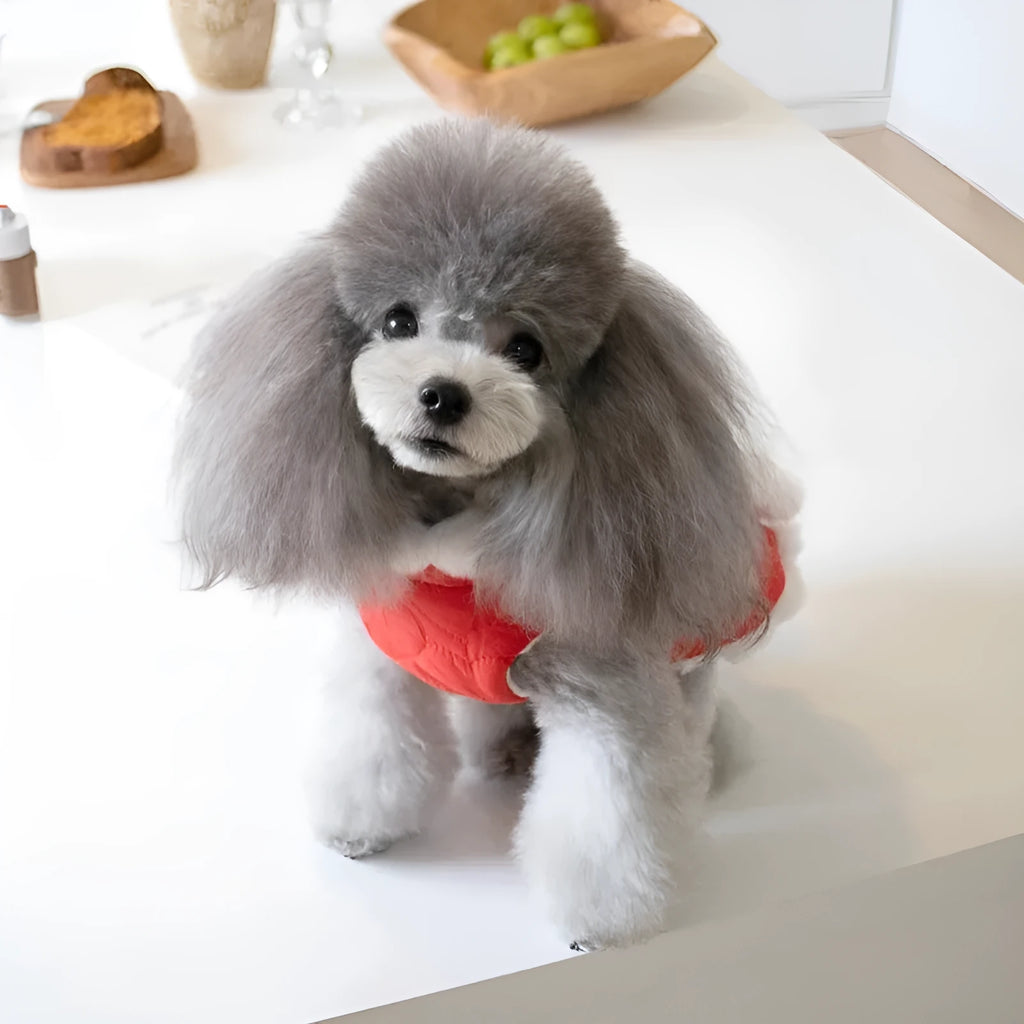 Red Chinese New Year dog clothing with thick cotton collar and traditional knot decoration
