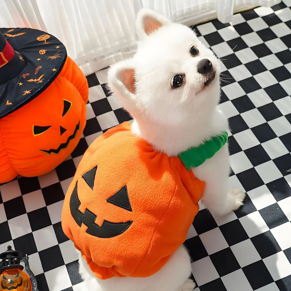 Orange pumpkin plush Halloween costume on small dog with pullover design and thickened shape