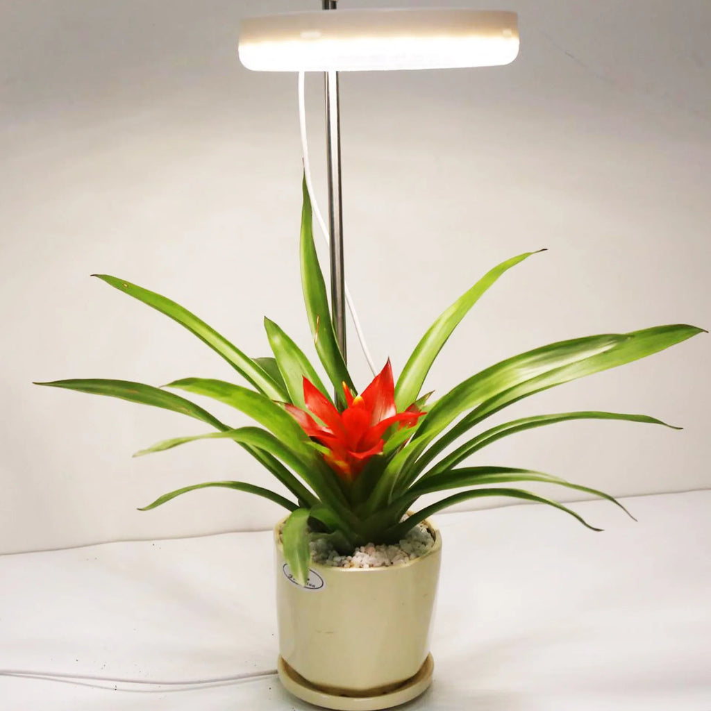 A compact black desk lamp with a full spectrum LED bulb for indoor plant growth.