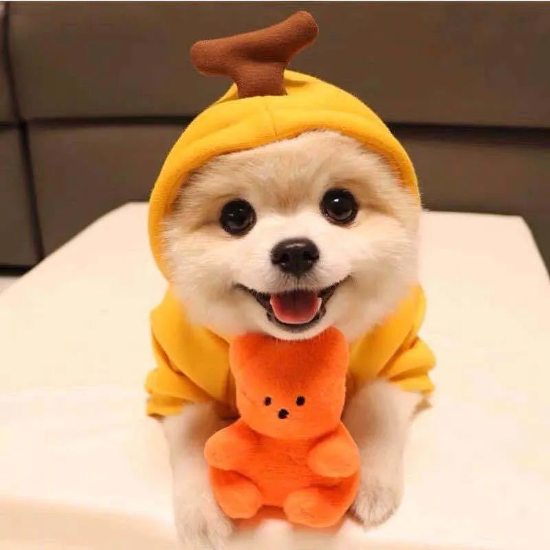 Cute fruit dog hoodie with drawstring apple design on a small Chihuahua, warm winter fleece coat in soft cloth fabric
