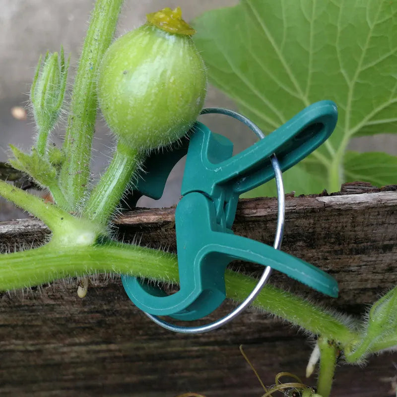 Green plastic and zinc plant fixing clips in large and small sizes for securing tomato vines and climbing plants.