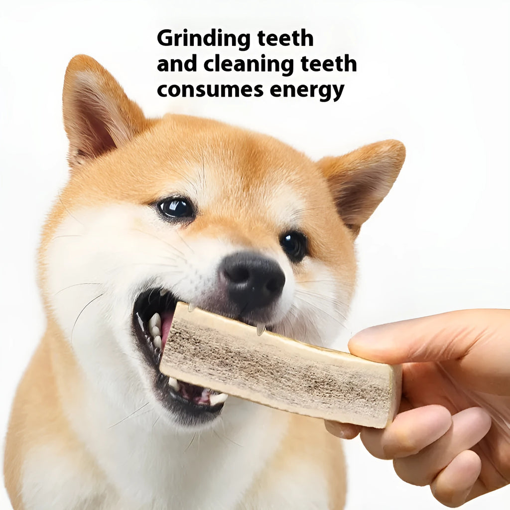 Natural antler dog chew in small, medium or large size – bite-resistant dental snack for teeth cleaning.