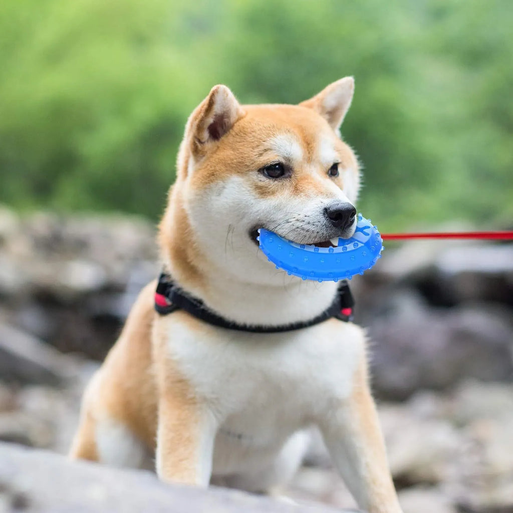 A freezable bone-shaped and circle-shaped dog chew toy designed for cooling and teething relief.