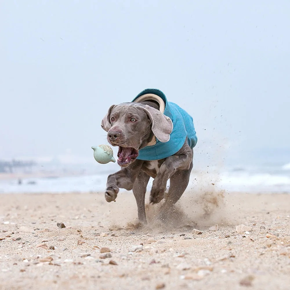 Medium large dog wearing polyester vest in rose red, light blue, or grey colour