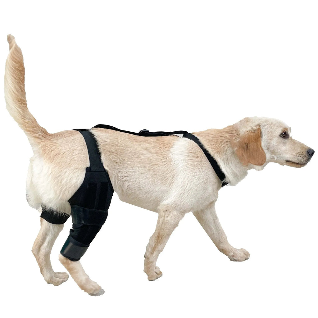 Neoprene dog hind leg knee brace assist strap shown in collar black colour, sized for medium dog.
