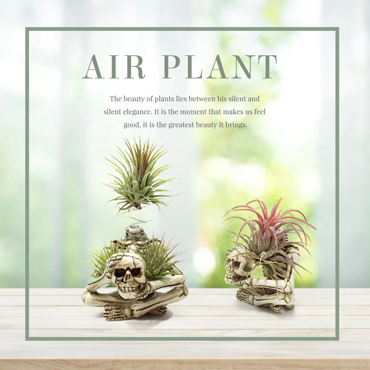 Gothic skull design resin bracket for holding soilless Tillandsia air plants.