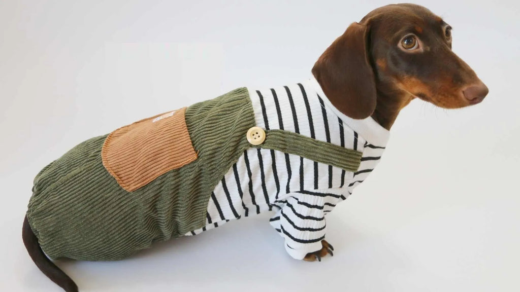 Thin corduroy four-leg pet pants for small dogs in green black white stripes on a light background
