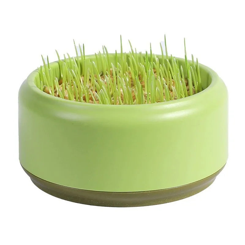 Blue, green, and yellow planter cups with cat grass seeds for a soilless hydroponic growing kit.