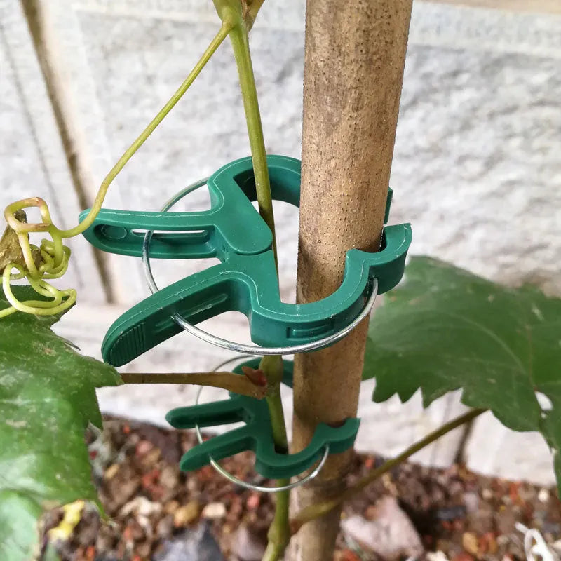 Green plastic and zinc plant fixing clips in large and small sizes for securing tomato vines and climbing plants.