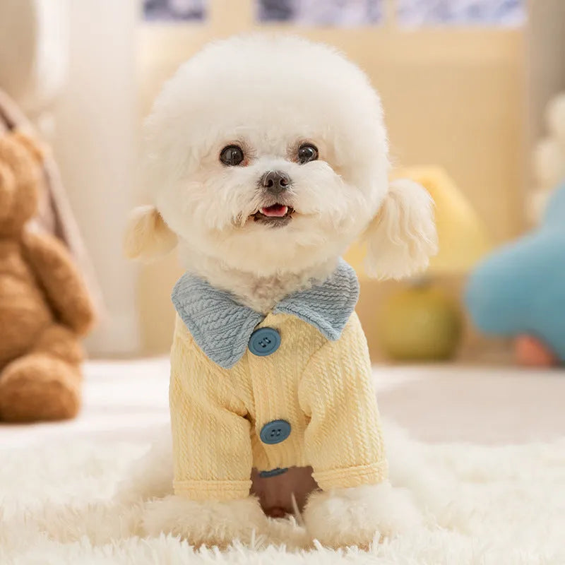 Yellow colour-block knit dog coat with bow tie collar on a small dog, suitable for autumn winter wear