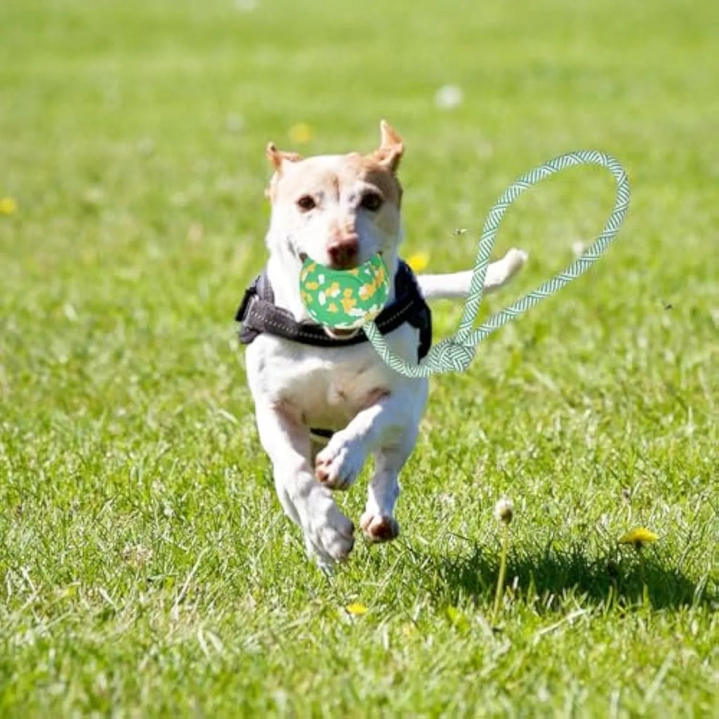 Natural rubber dog ball attached to a blue nylon rope for fetch and tug toys.