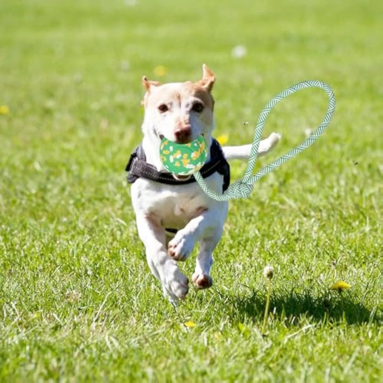 Natural rubber dog ball attached to a blue nylon rope for fetch and tug toys.