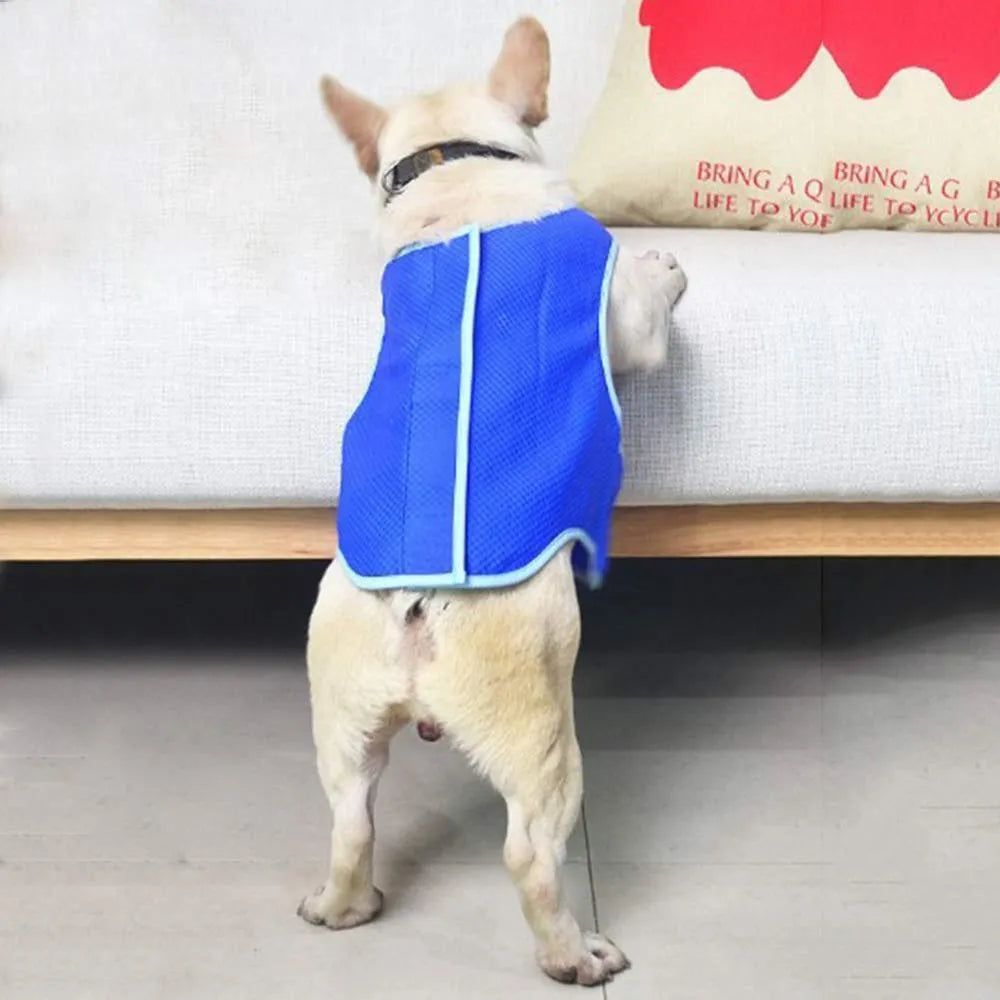 Blue dog cooling vest on a dog ready for summer walking, adjustable fit, size M