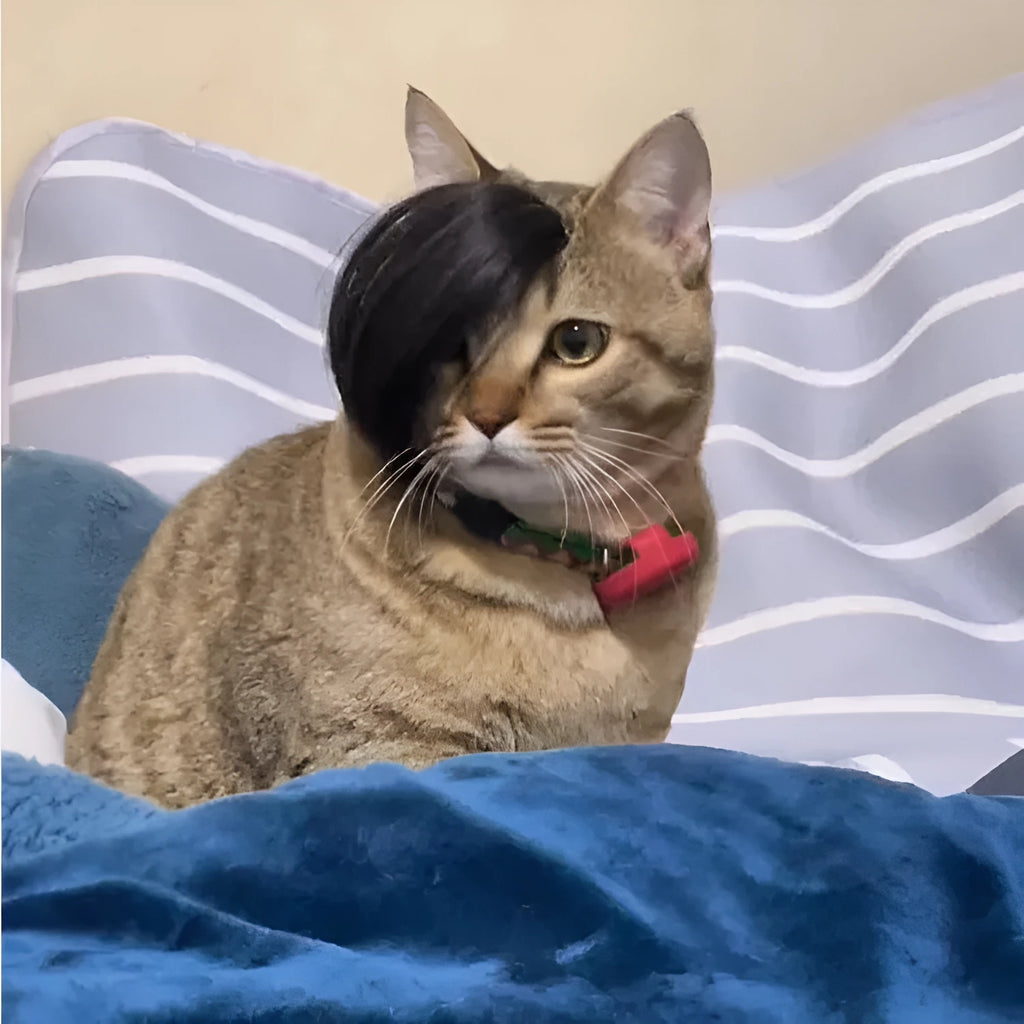 Black polyester braided fox costume wig fitted on a cat for humorous dress-up.