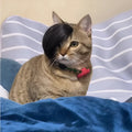 Black polyester braided fox costume wig fitted on a cat for humorous dress-up.