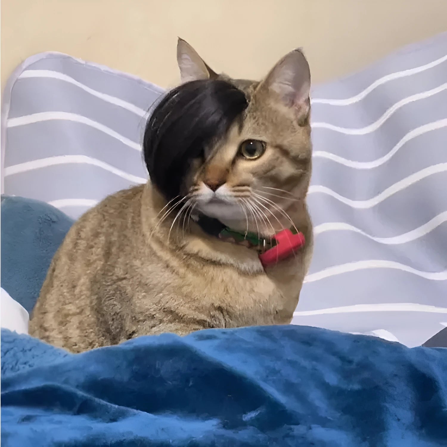 Black polyester braided fox costume wig fitted on a cat for humorous dress-up.