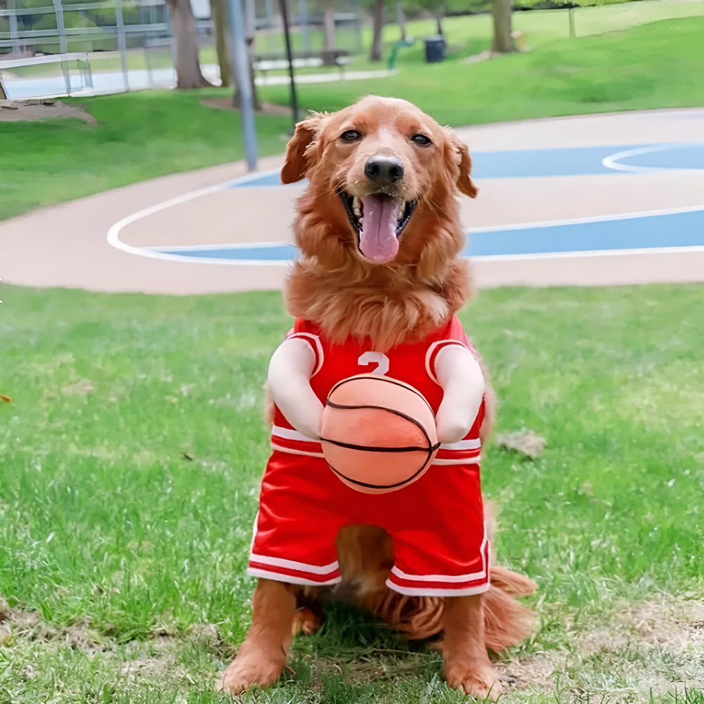 Red dog basketball costume with attached ball prop on small breed dog