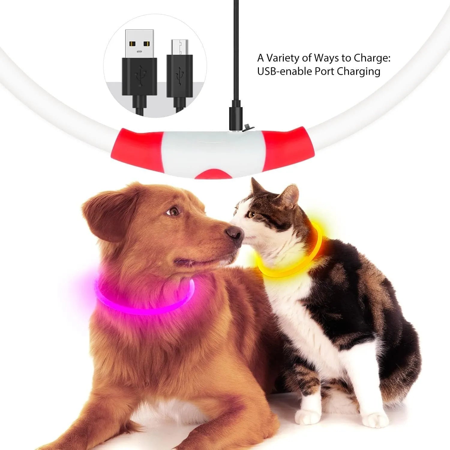 Blue rechargeable LED dog collar glowing around a dog's neck on a dark background.