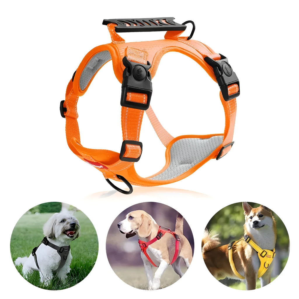 A lake blue dog harness lead with chest strap, adjusted on a medium-sized dog, showing the polyester webbing and leash.