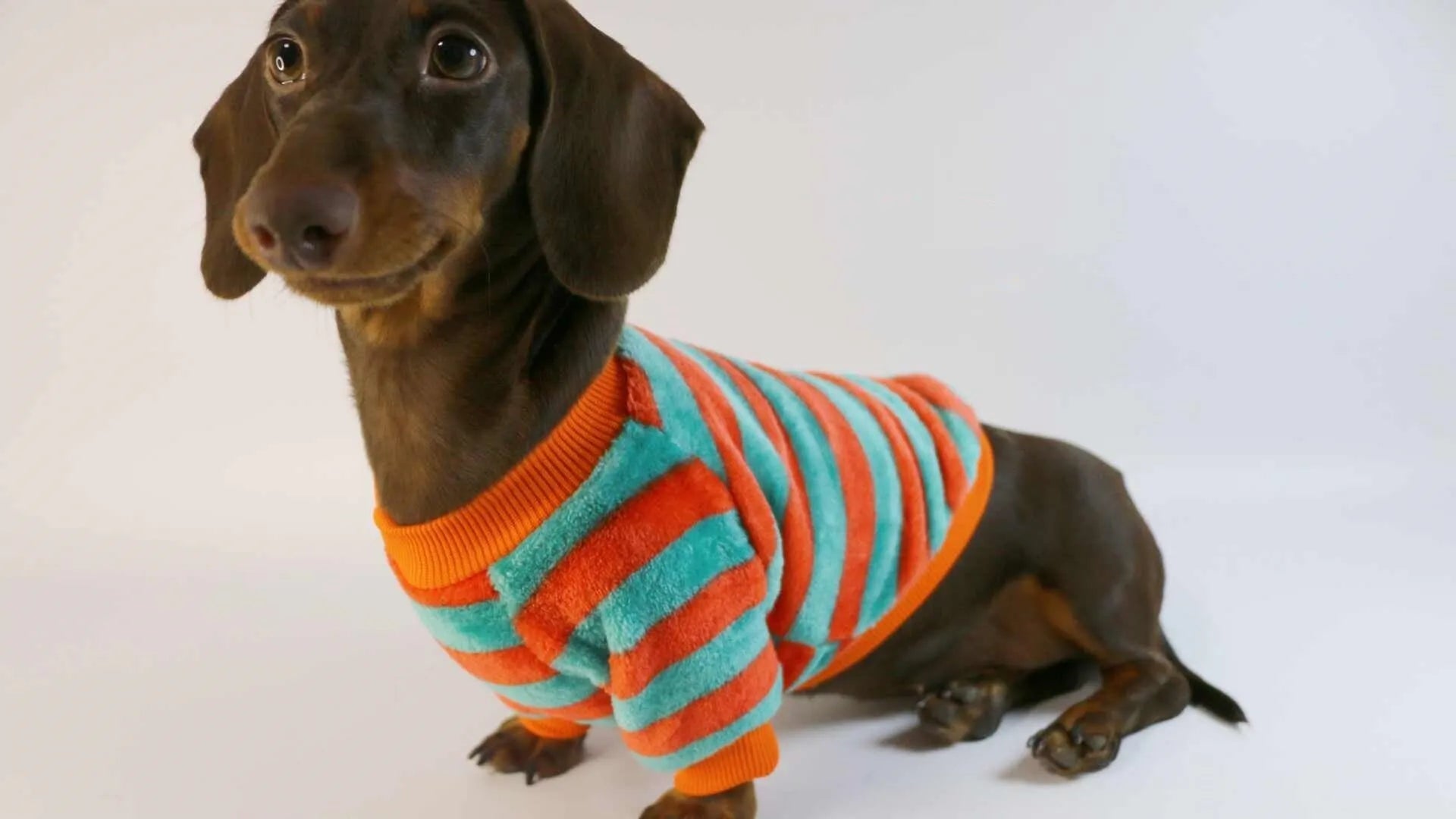 Orange red striped casual sweatshirt for dogs and cats with round neck in six sizes