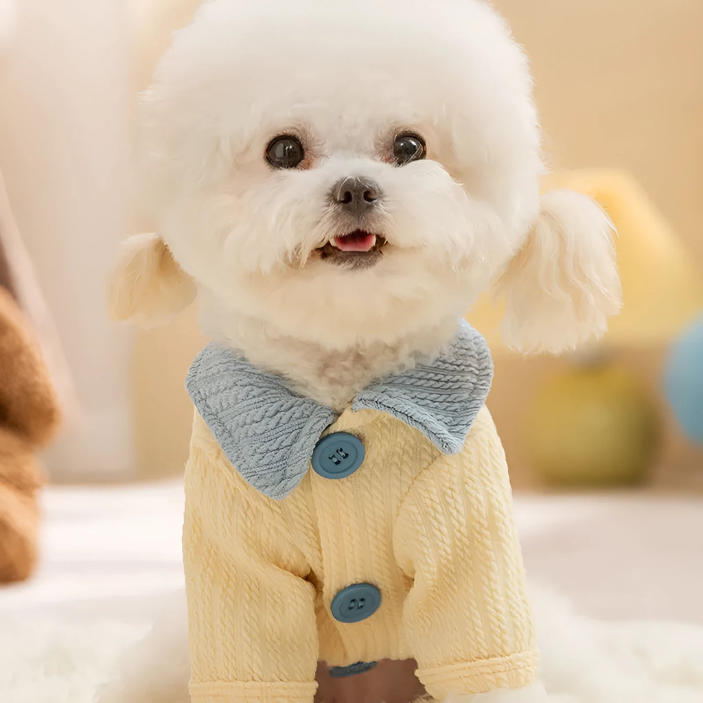 Yellow colour-block knit dog coat with bow tie collar on a small dog, suitable for autumn winter wear