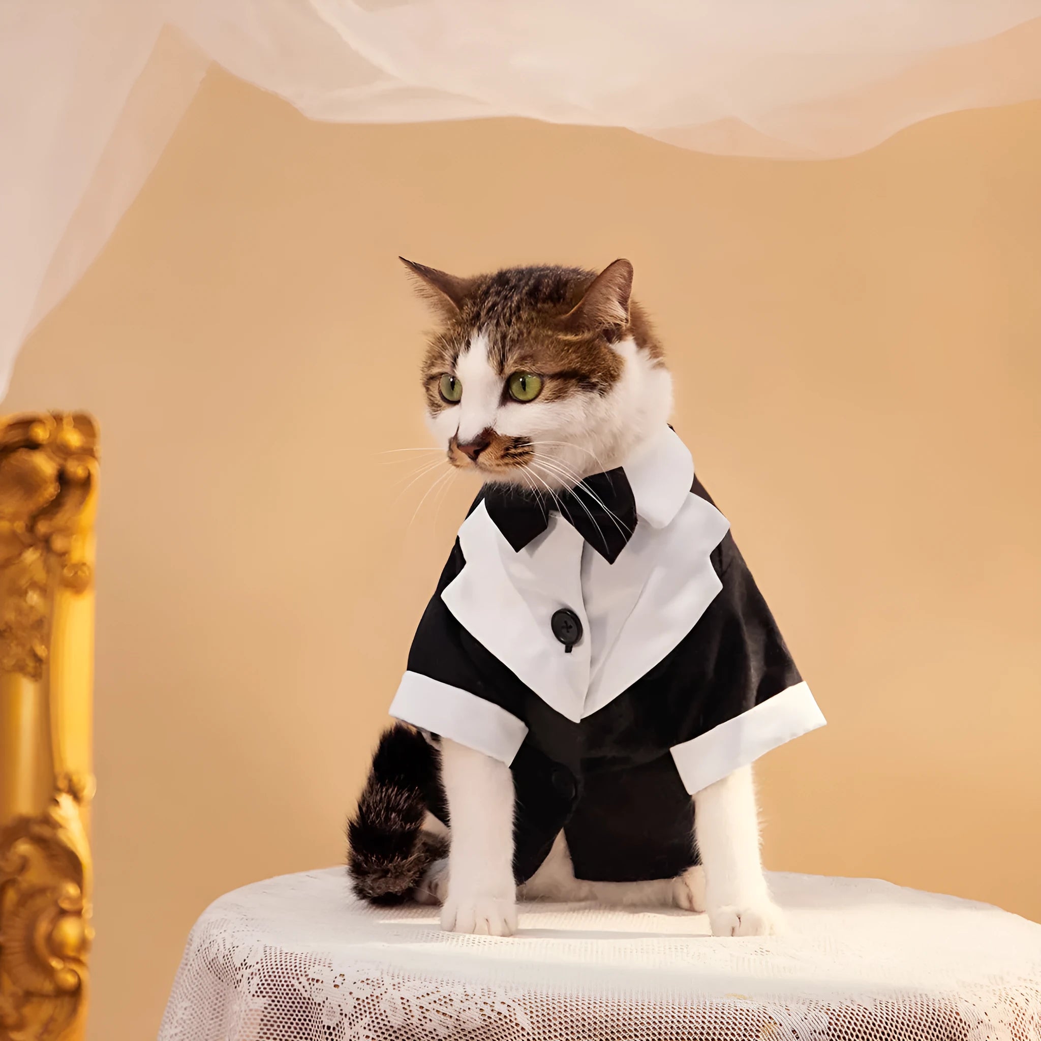 Chinese style gentleman wedding suit for dogs in polyester formal pet clothing