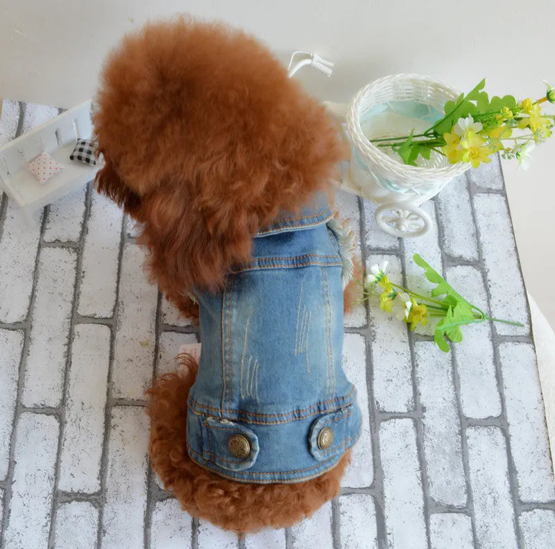 Small dog wearing a denim vest with a retro scratch pattern design.