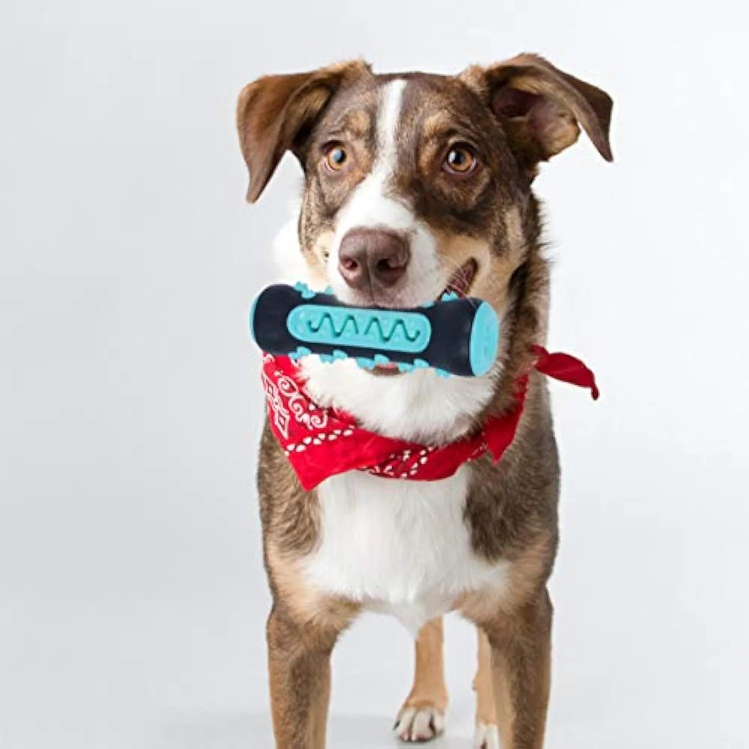 Natural rubber dog dental chew toy in blue, shown as a toothbrush-shaped stick for teeth cleaning.