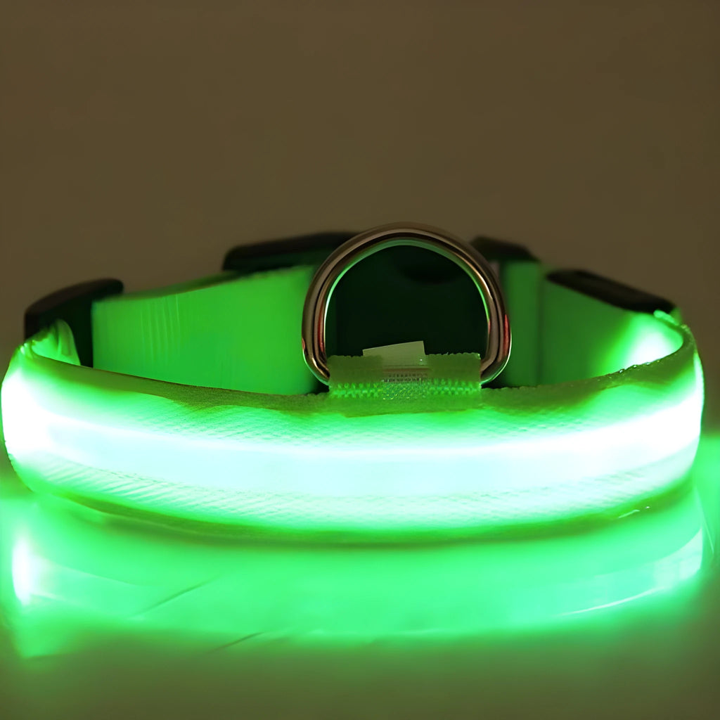 LED luminous pet dog collar in blue light on a dog, showing the illuminated strap