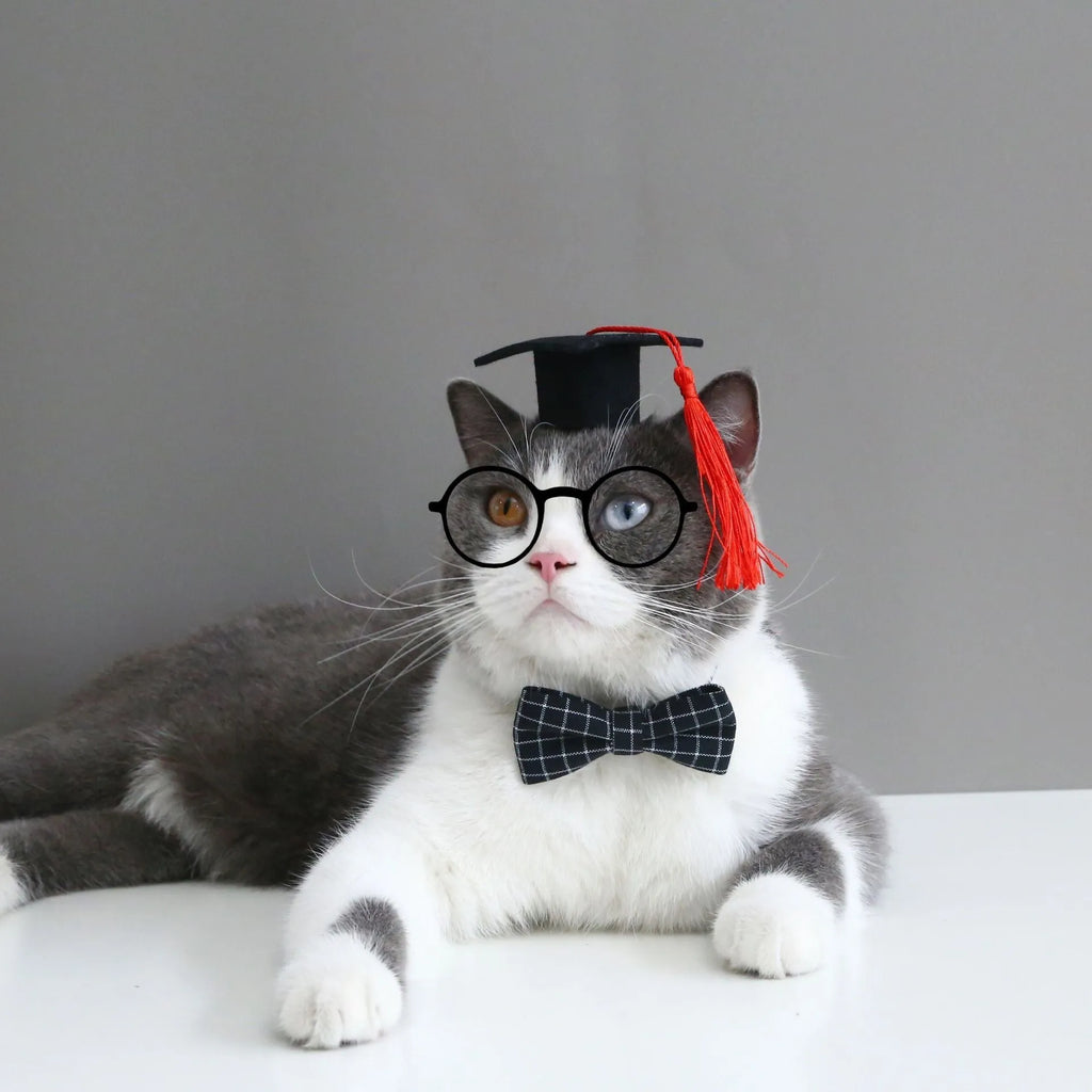 British-style pet hair band and bow tie set in four colour options on a mannequin head.