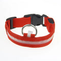 LED luminous pet dog collar in blue light on a dog, showing the illuminated strap