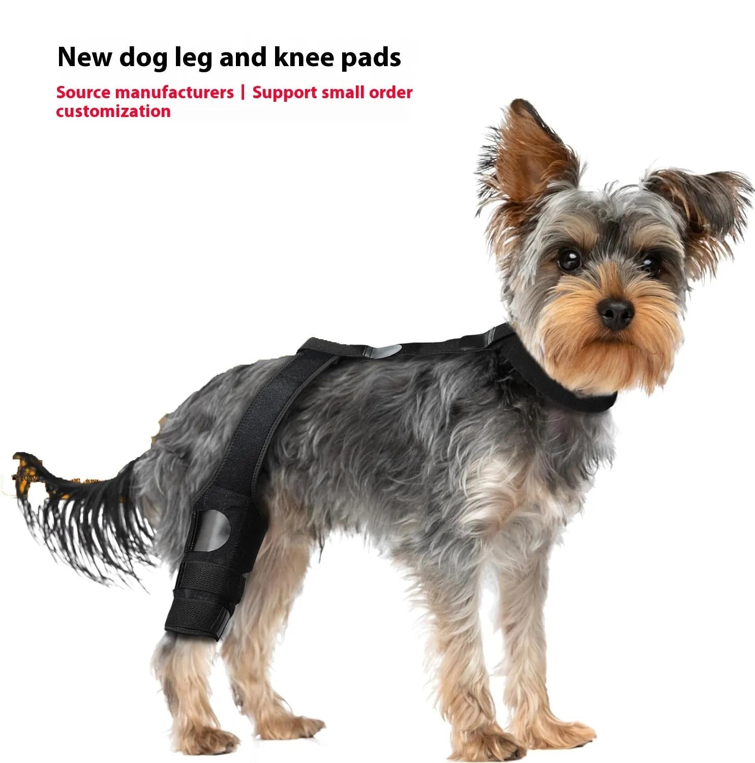 Neoprene dog hind leg knee brace assist strap shown in collar black colour, sized for medium dog.