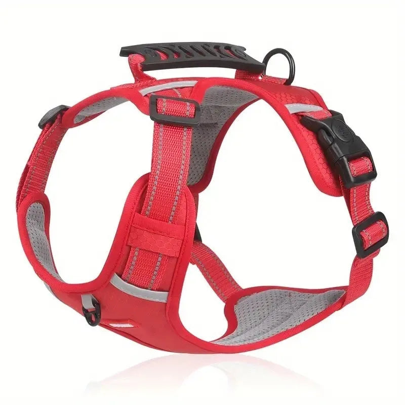 A lake blue dog harness lead with chest strap, adjusted on a medium-sized dog, showing the polyester webbing and leash.
