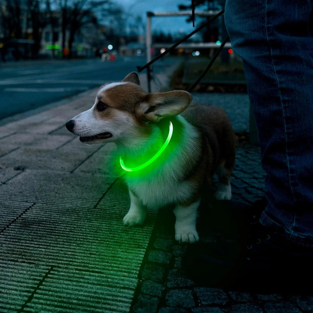 Blue rechargeable LED dog collar glowing around a dog's neck on a dark background.