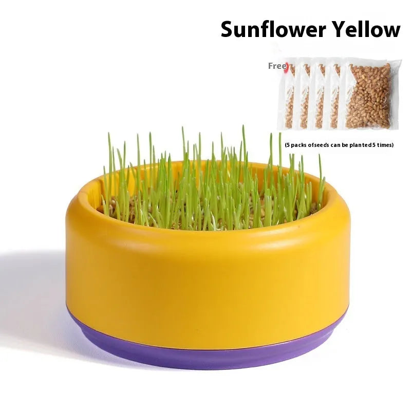 Hydroponic cat grass kit with five biodegradable cups and seed packets in blue, green and yellow colours