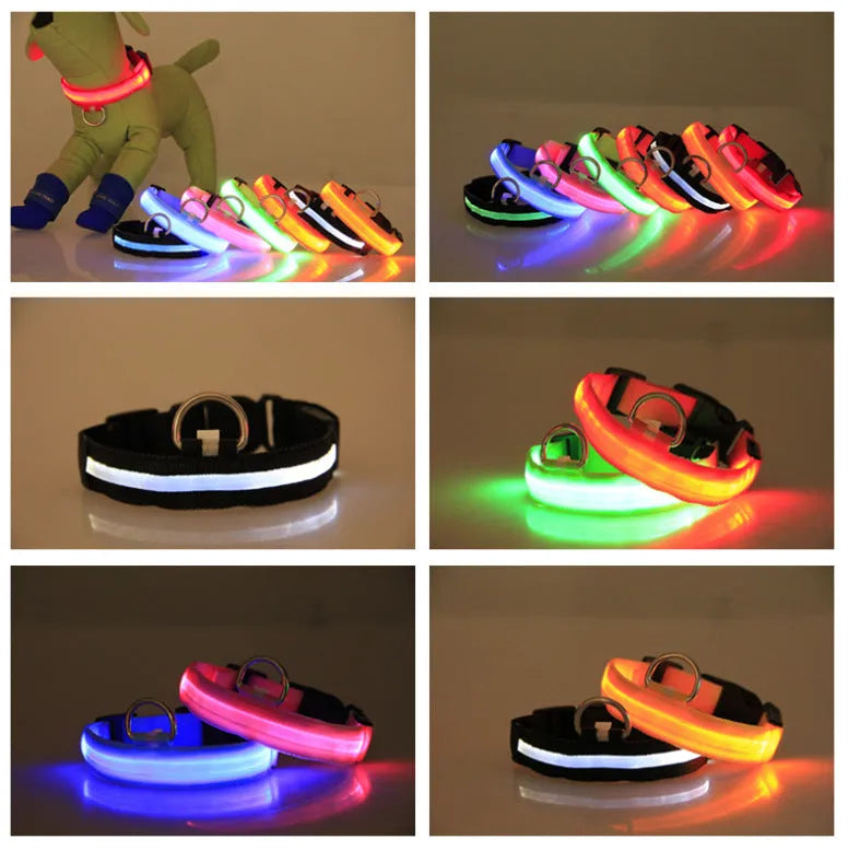 LED luminous pet dog collar in blue light on a dog, showing the illuminated strap