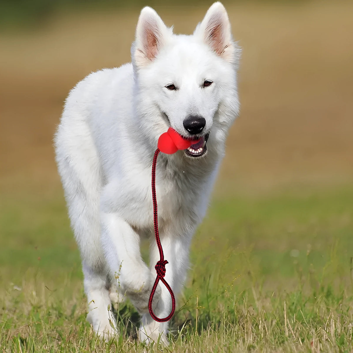 Rubber rope hoist pet toy with ball and rope in mixed colour hair, shown in 9cm small and 12cm large sizes